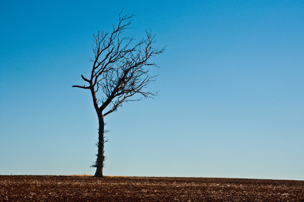 Georgia Drought Picture